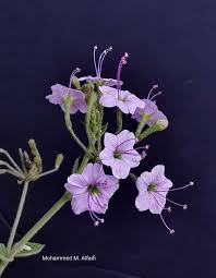 Image result for Commicarpus grandiflorus