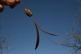 Image result for Gyrocarpus