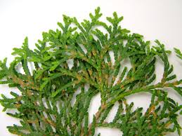 Image result for didymascella thujina