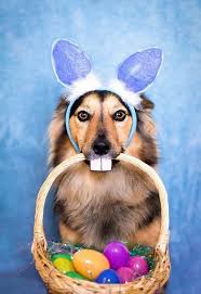 Happy Easter 9 Dogs Having Their Own Easter Egg Hunts Videos Dogtime Easter Dog Dog Photoshoot Dog Easter Eggs