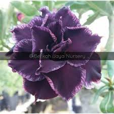 Memadupadakan busana dengan warna yang senada memang tepat untuk membuat penampilan kamu makin keren. Acesoris Rumah Kebun Hiasan Rumah Yang Cantik Bunga Adenium Tumpuk Atau Kamboja Warna Ungu Shopee Indonesia