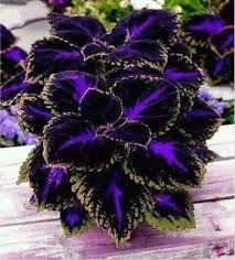 Image result for Coleus