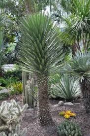 404 Not Found Yucca Plant Landscaping Plants Xeriscape