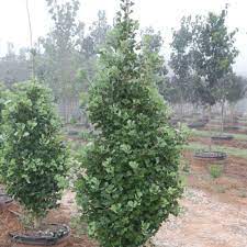 Ginkgo trees are a living fossil that provide great beauty in the landscape. Ginkgo Biloba Goldspire Columnar Trees Ginkgo Tree Goldspire Ginkgo Tree