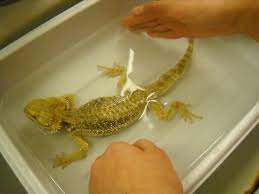 How to give a baby bearded dragon a bath !! Pin On Bearded Dragons