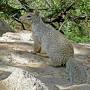 rock squirrel facts from www.desertusa.com