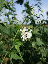 Image result for Sida hoepfneri