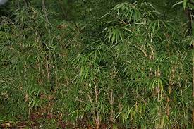 We did not find results for: Arundinaria Gigantea Giant Cane River Cane Switchcane North Carolina Extension Gardener Plant Toolbox