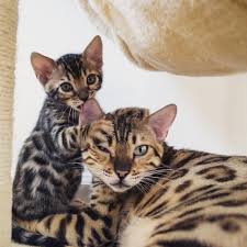 They go fast so get your deposit in today! Baby Bengal Kitten With Mom Most Adorable Cats Ever Bengal Kitten Bengal Cat Cats