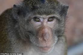 The monkeypox virus is closely related to the viruses that cause smallpox and cowpox in humans. 5ezunnutffmdmm