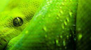 So Awesome Snake Wallpaper Snake Images Animal Wallpaper