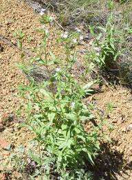 Image result for Conostomium natalense