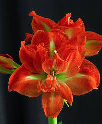 Pin On Amaryllis I Want