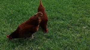 Dallas has few rules that address backyard chicken farming directly, making it hard to regulate and often leading to confusion. Petition Backyard Chickens For Edinburg Change Org