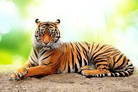 Challenge them to a trivia party! Quiz How Much Do You Know About The Proud Tiger Trivia Quizzes Quizzes