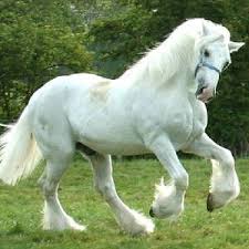 White Shire Horses Draft Horses Shire Horse