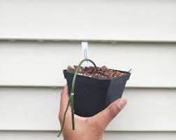 Image result for Ceropegia nilotica