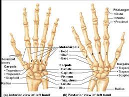 Human skeletal system anatomy of the hand, hand bones. Pin On è‰ºæœ¯