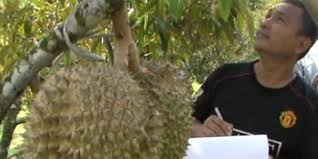 Makan durian khas padang sidimpuan yummy. Asyiknya Berwisata Buah Sambil Belajar Cara Menanam Durian