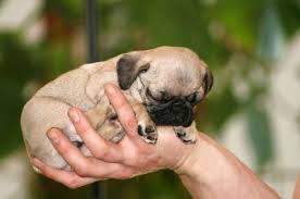 Sleeping puppy on small pillow. 25 Tiny Puppies That Are The Perfect Fit For Your Tiny House Cute Dog Photos