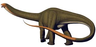 Apatosaurus (/əˌpætɵˈsɔrəs/), also known by the popular synonym brontosaurus (which in april of 2015, was confirmed to be a separate genus), is a genus of sauropod dinosaur that lived about 150 million years ago, during the jurassic period (kimmeridgian and tithonian ages). Apatosaurus Louisae Dinosaur National Monument U S National Park Service