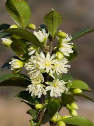 Image result for Cassipourea