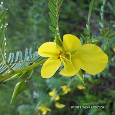 Image result for Chamaecrista