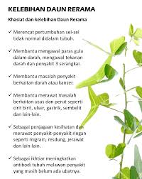 Mariposa christia vespertillonis asal : Daun Rerama In English