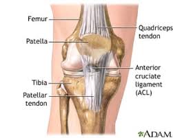 Another front leg deformity which commonly occurs is called elbow dysplasia. Quadricep Tendon Tear Orthopedic Medical Center