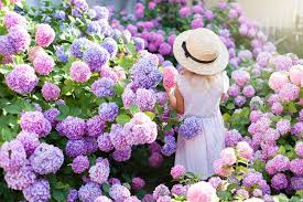 Panicle and smooth hydrangeas can be pruned before spring. Hydrangea Your Guide For Growing And Caring For Hydrangea Shrubs