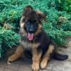 Baby Long Haired German Shepherd