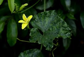 Image result for Peponium