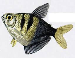Art Illustration Lakes Freshwater Fish Black Tetra Gymnocorymbus Ternetzi His Body Is Black And Gra Illustration Art Animal Art Black And Grey Tattoos