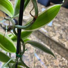 Image result for Vanilla polylepis