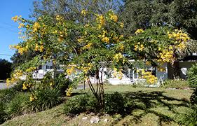 Image result for Cassia angolensis