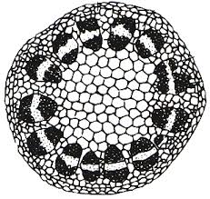 Keratan sulfate (ks), also called keratosulfate, is any of several sulfated glycosaminoglycans (structural carbohydrates) that have been found especially in the cornea, cartilage, and bone. Https Gurubesar My Wp Content Uploads 2019 09 326bio Pdf