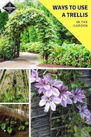 Wrought iron tri panel screen s curl design indoor or outdoor privacy. 12 Great Ways To Use A Trellis In The Garden Gardening Channel