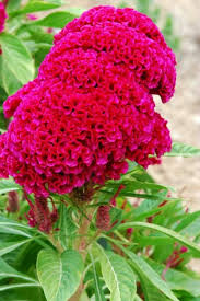 Cockscomb Celosia Flowers Beautiful Flowers Celosia Flower