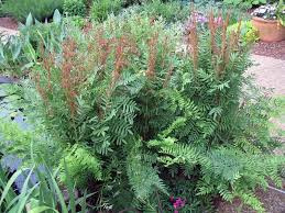 Image result for Osmunda regalis