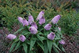 Pugster Amethyst Butterfly Bush Buddleia X Gardeningidea Butterfly Bush Plants Perennials
