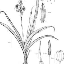 Image result for Chlorophytum macrosporum