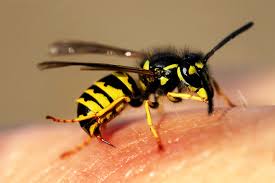 We did not find results for: Piqure De Guepe Les Remedes Naturels Hellocare