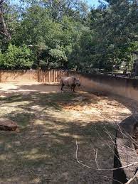 Rhino Horses Zoo Animals