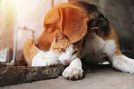 For over 24 years, pet owners in the bulverde, stone oak and north san antonio, tx area have trusted their pets' health to us. Pet First Aid Tips San Antonio Tx Angel Of Mercy Animal Critical Care