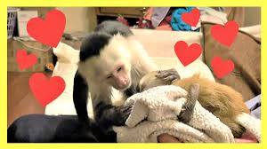 Baby monkey's first bath is adorable! Baby Monkey Takes Her Very First Bath Youtube