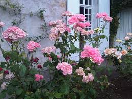 French Rose Garden Delights Growing Roses French Rose French Garden