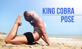 How To Do King Cobra Pose Cobra Pose Yoga Cobra Pose Yoga Poses