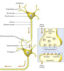 A P Chapter 10 Nervous System Diagram Quizlet