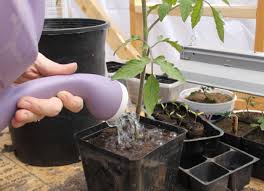 Respectez quelques règles d'arrosage des tomates importantes étape 2 : Arrosage Des Legumes Ayant De Gros Besoins En Eau