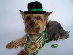 St Patricks Day Dog Top Hat For X Small Dog Crochet By Frillypaws Dog Top Crochet Dog Top Hat